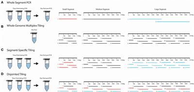 Amplicon-Based, Next-Generation Sequencing Approaches to Characterize Single Nucleotide Polymorphisms of Orthohantavirus Species